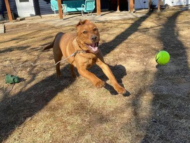 Autumn Oaks Labrador Retrievers