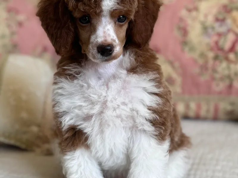 Autumn Poodles/Doodles