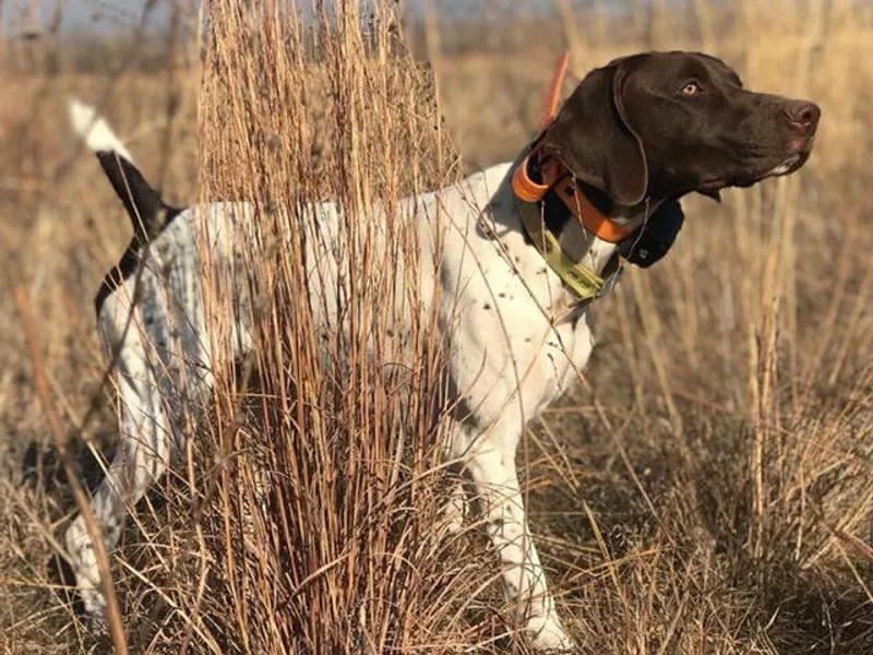 Autumn Prairie Kennel