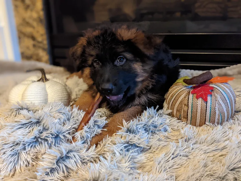 Autumn's House of German Shepherds, LLC