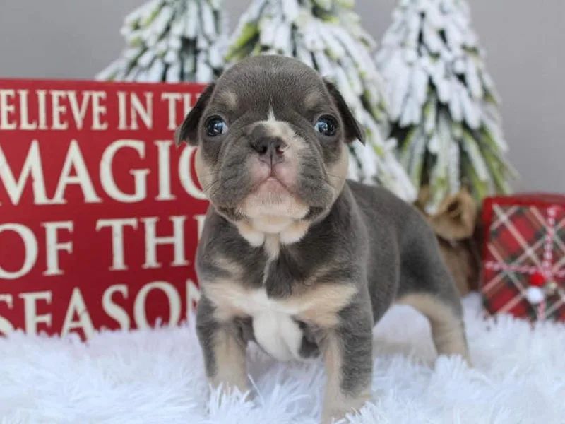 Autumn Skye French Bulldogs