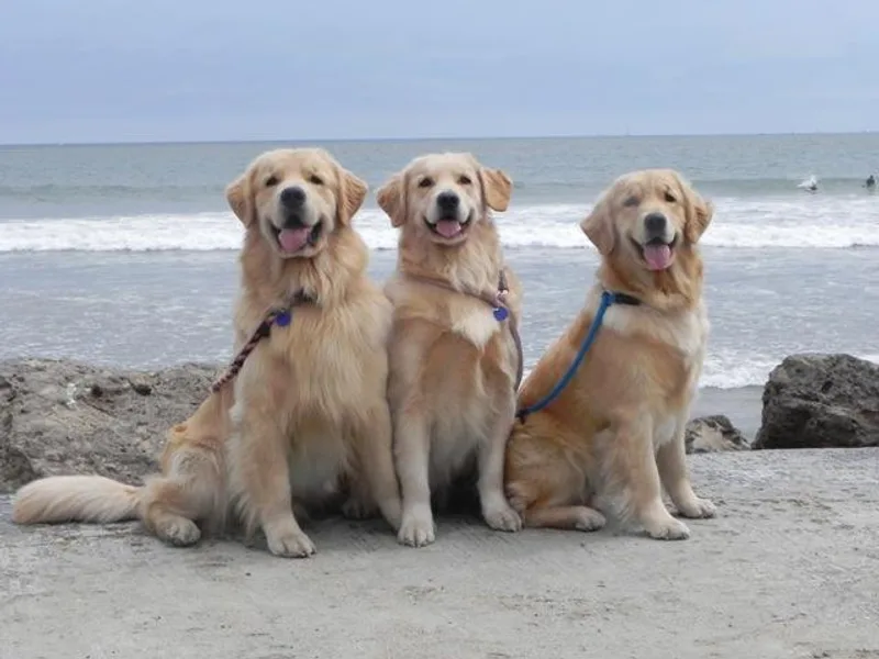 Autumnwind Golden Retrievers