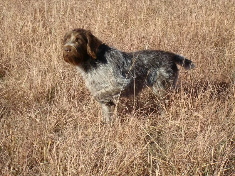 Aux Lake Wirehaired Pointing Griffons photo 1