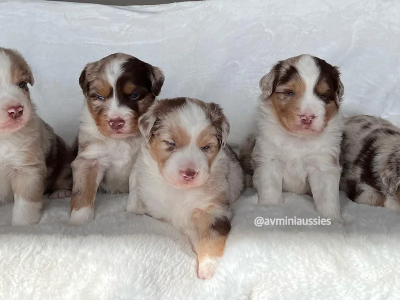 AV Mini Aussies photo 1