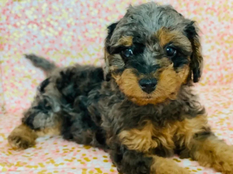 Av’s Poodles and Doodles