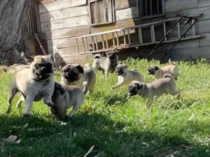Ava's Pugs