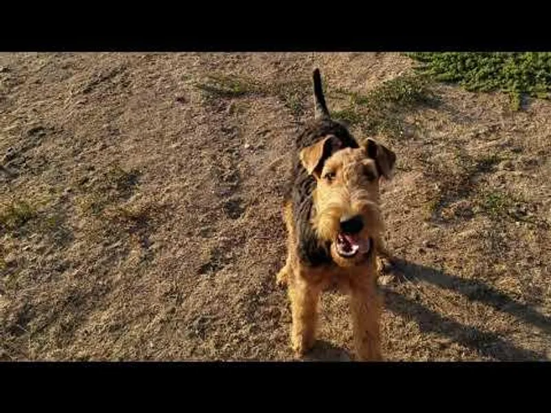 Avalon Airedales