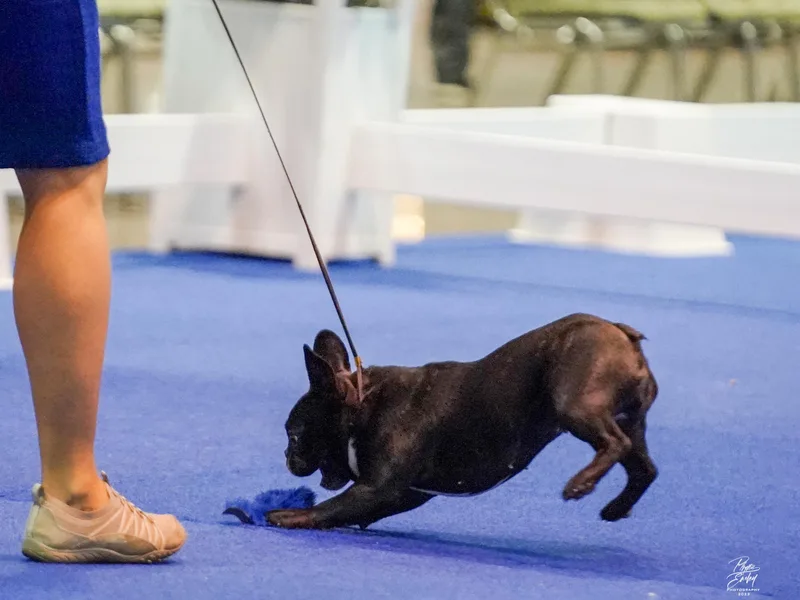 Avalon/Amaterasu-Omikami Sou