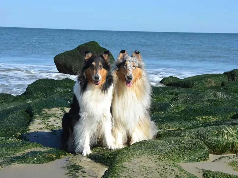 Avalon Collies