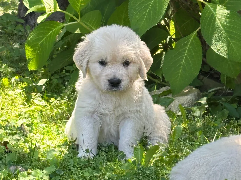 Avalon English Retrievers