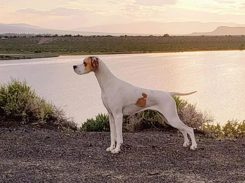 Avalon Pointers photo 1