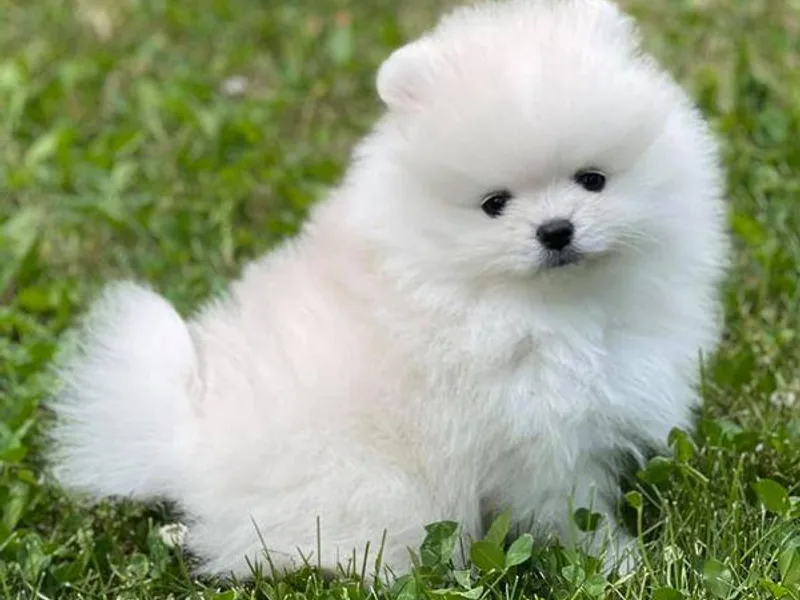 Avalon Pomeranians