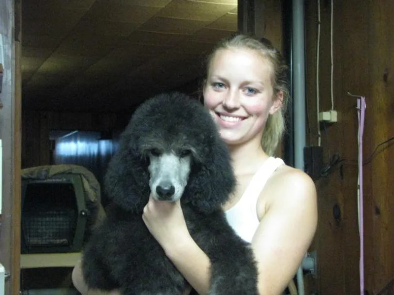 Avalon Standard Poodles