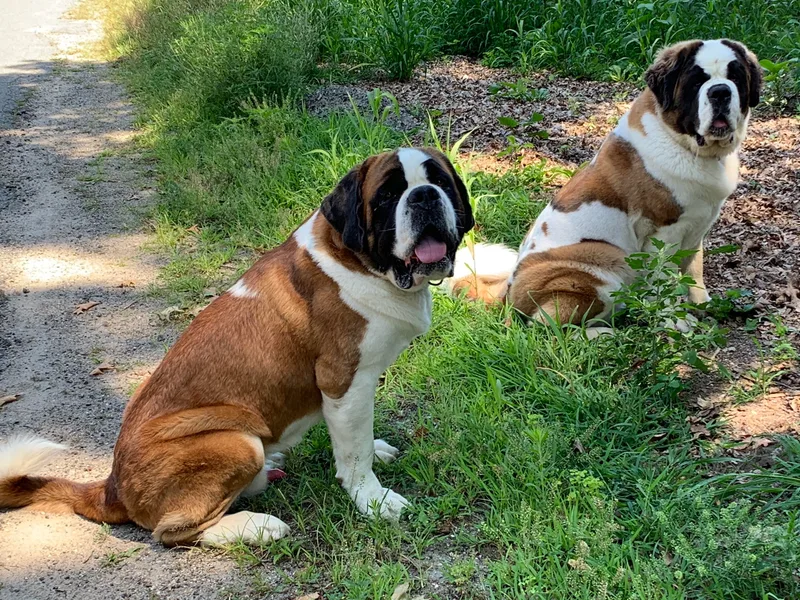 Avant-Gard Saint Bernards