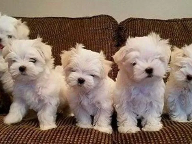 Avante Maltese