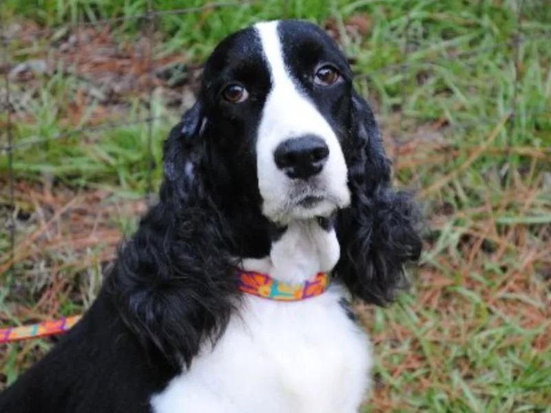 AVE Springer Spaniels