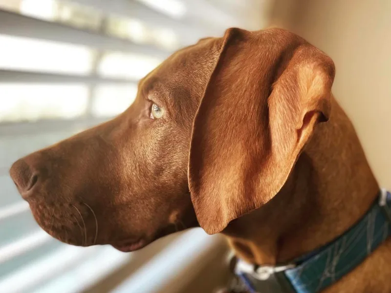 Avellana Vizslas