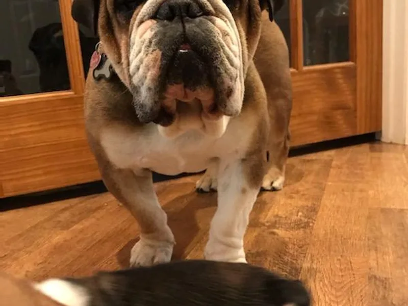 Average Jo’s  Bulldogs