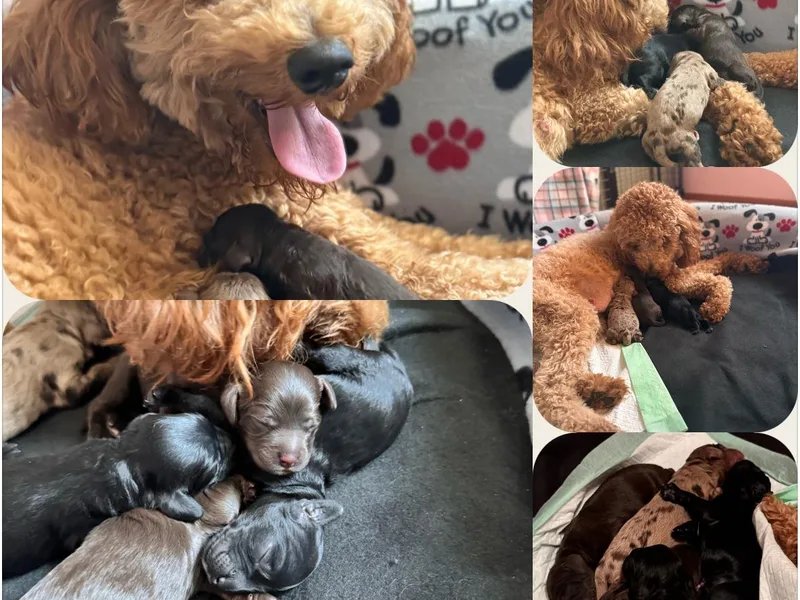 Avery Doodle Day LLC