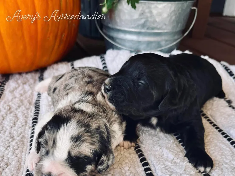 Avery's Aussiedoodles