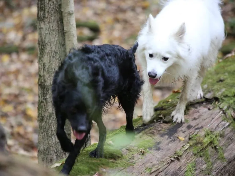 Aviron Kennels photo 1
