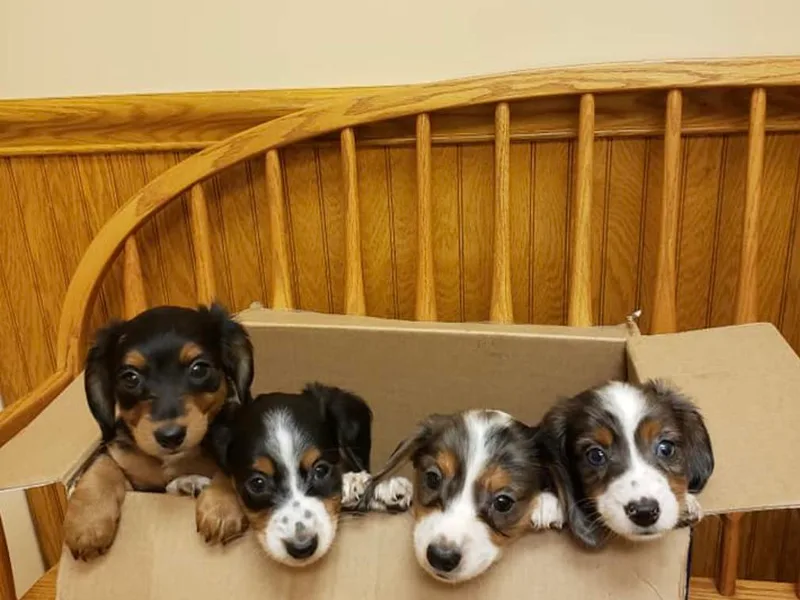 Avoiding Fading Puppy