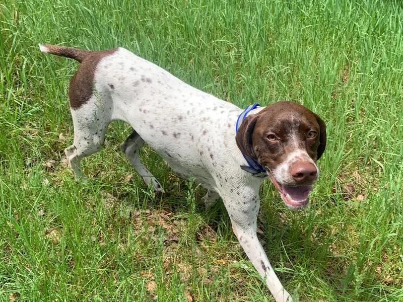 Avon’s Braque Francais Kennels