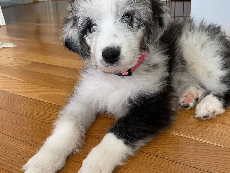 Awesome Doods and Aussies Too