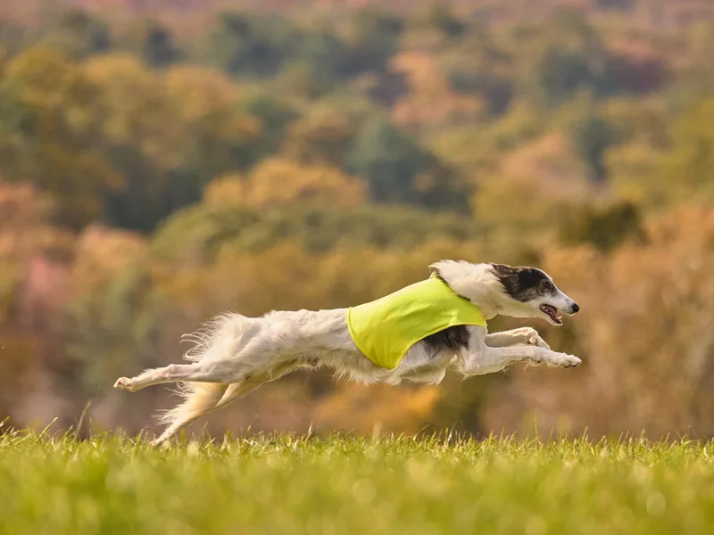 Ayakashi Silken Windhounds