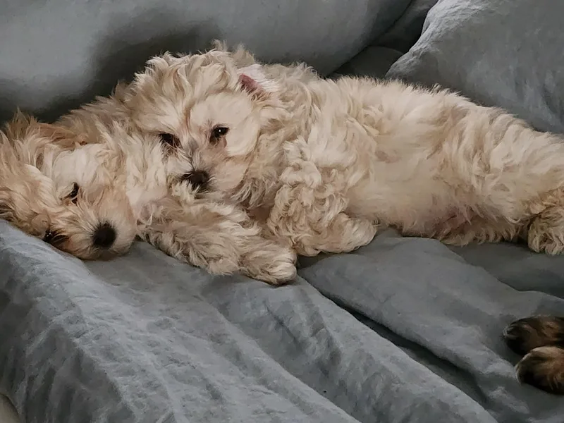 Ayana's Morkie Poos