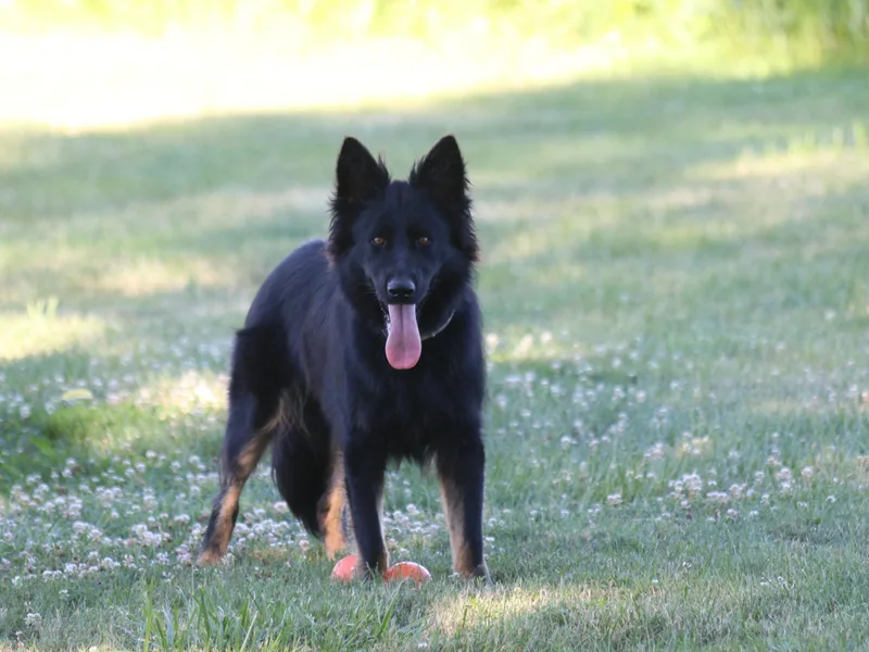 Aydt's Shepherds and Training LLC