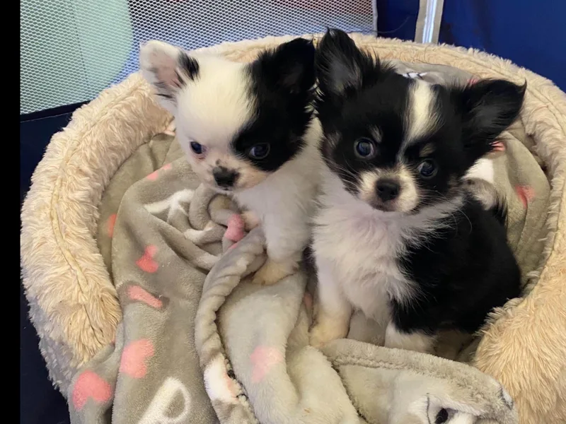 Aye Chihuahua