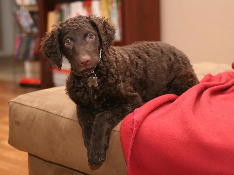 Ayershire Kennels photo 1