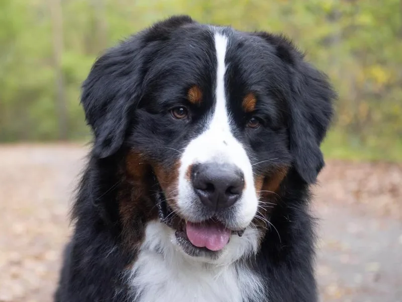 Aynthyr Bernese Mountain Dogs