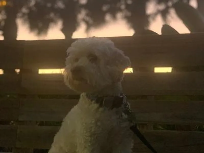 Ayoub's Goldendoodle