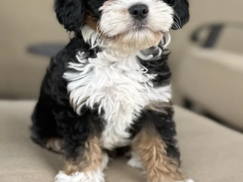 AZ Cavapoos