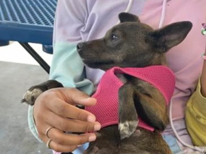 AZ Chihuahuas photo 1