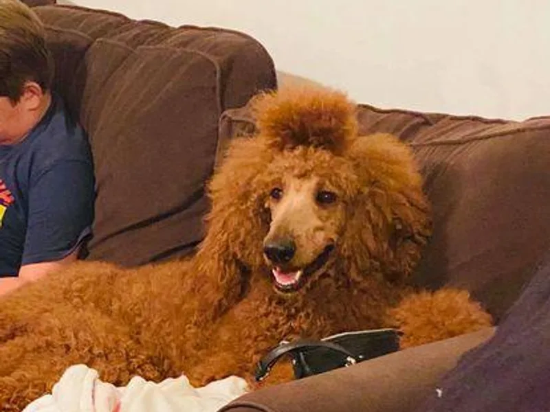 Az Dandelion Doodles