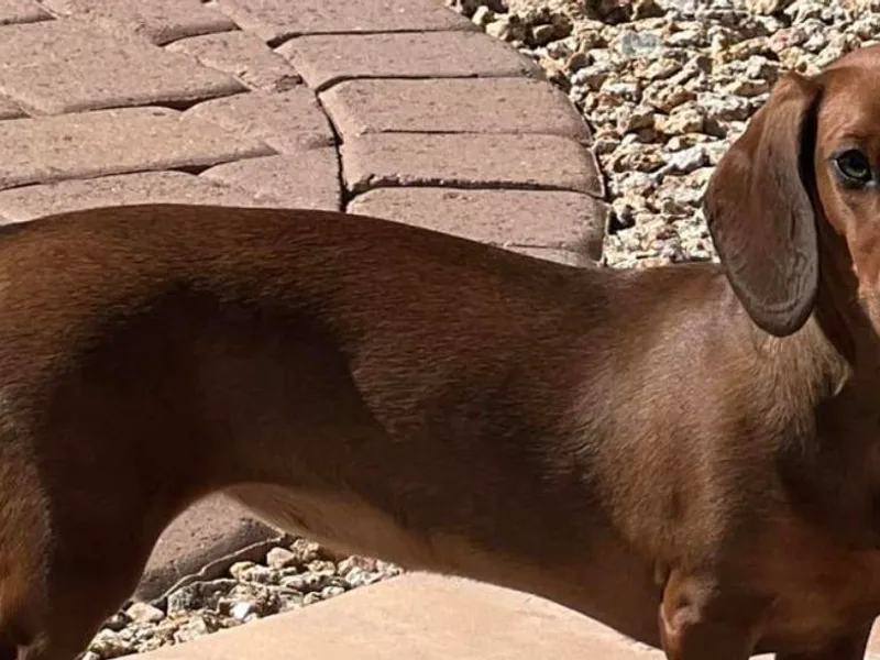 AZ DESERT DACHSHUNDS
