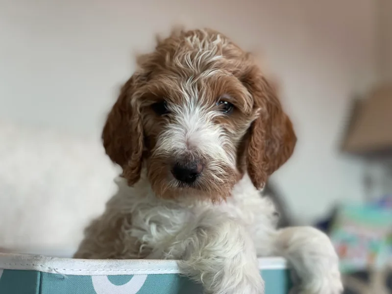 AZ Designer Goldendoodles