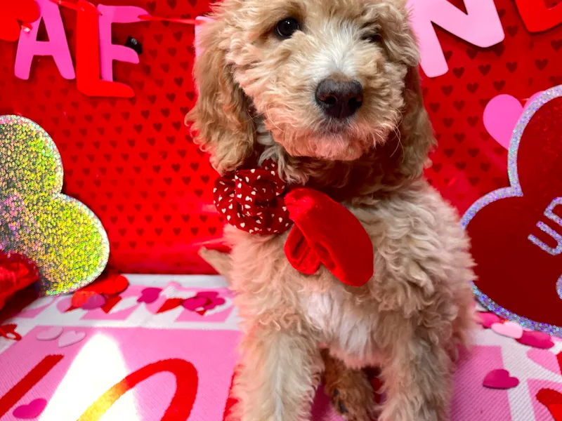 AZ Goldendoodle Pups