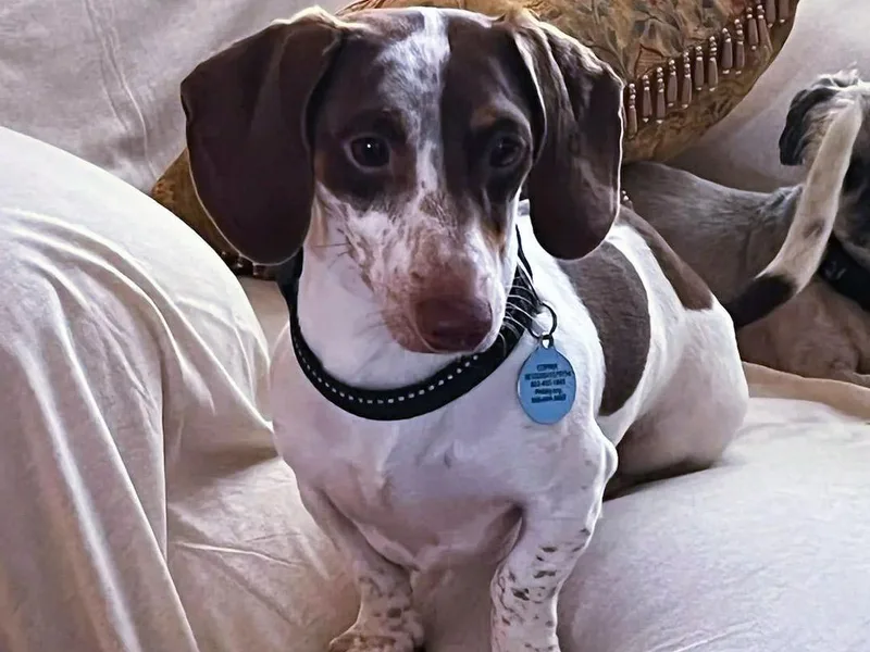 AZ's Prestigious Miniature Dachshunds