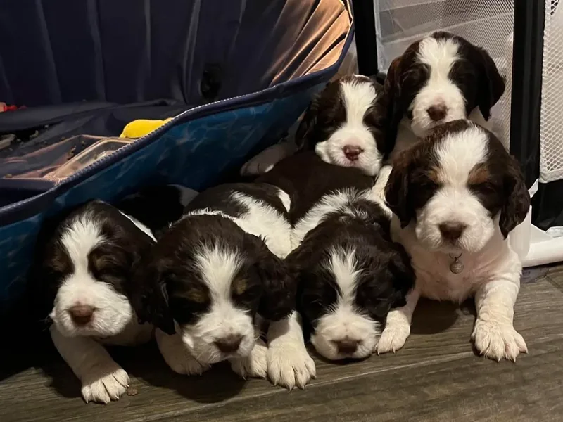 AZ Springers