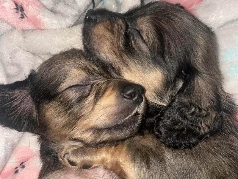 Azalea Acres Mini Doxies
