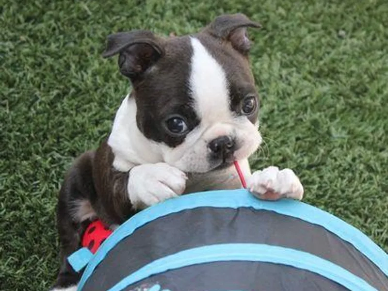 Azcowboyz Boston Terriers