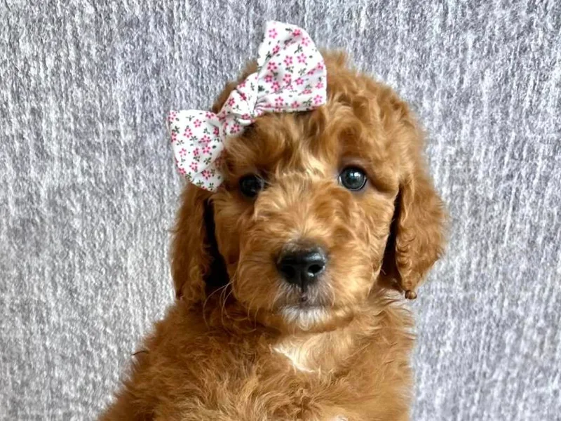 AzDoodle Dandies