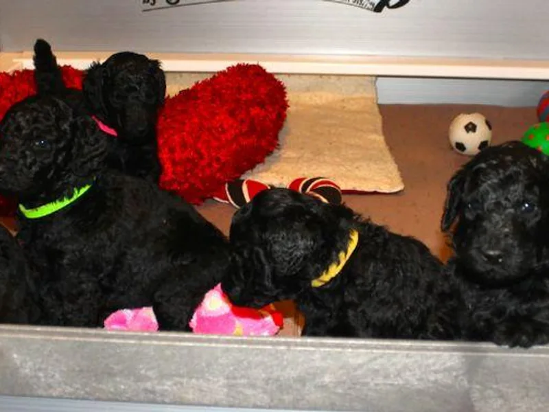 Azel Standard Poodles