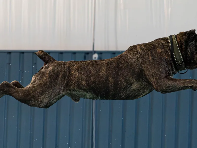 Azelees Cane Corso