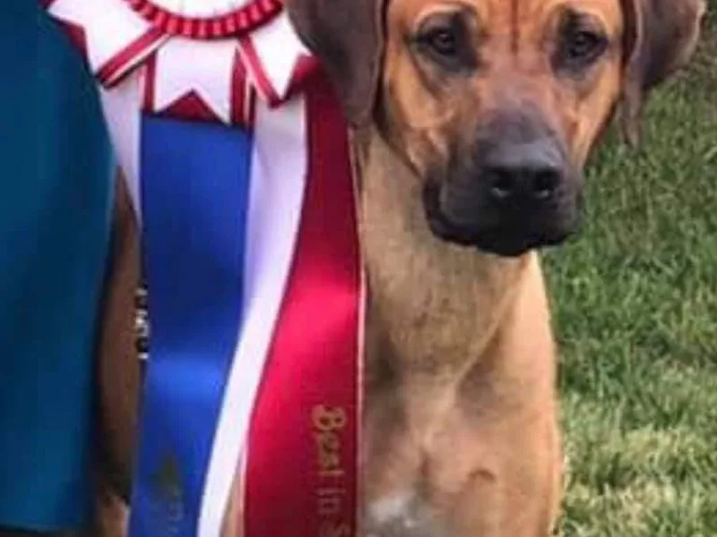 Aziza Ridgebacks