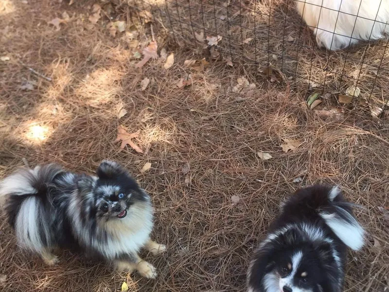 Azur Pomeranians